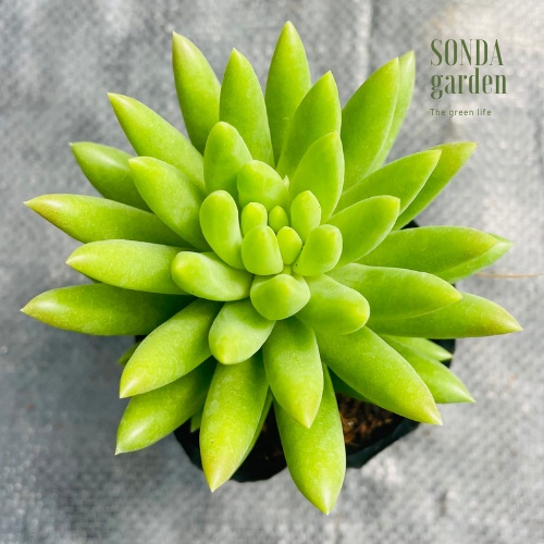 Sen đá chuỗi ngọc đứng xanh SONDA GARDEN size bé 5-8cm, cây cảnh trang trí nhà cửa, lỗi 1 đổi 1