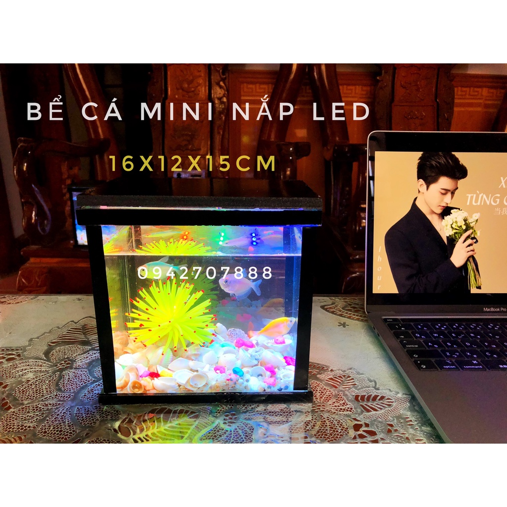 Bể cá betta - bể cá mini nắp led sang trọng