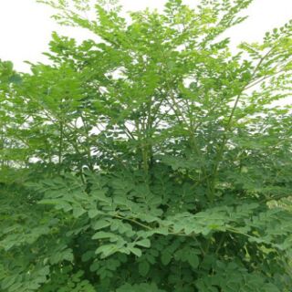 20 Hạt giống cây chùm ngây