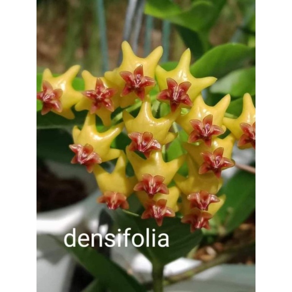 Chậu cây hoa Cẩm Cù Densifolia đang nhiều cồi, phát triển khoẻ