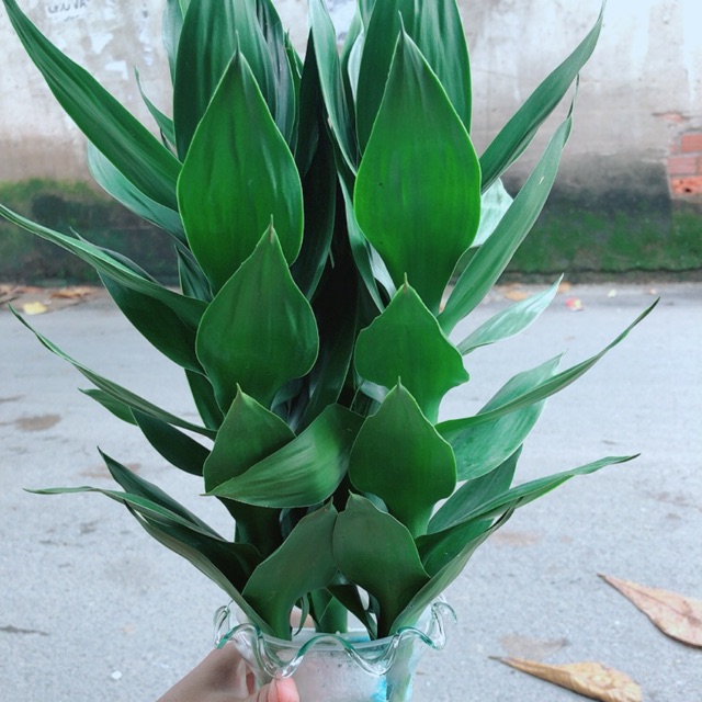 Châu Phát Tài Búp Sen Thuỷ Sinh