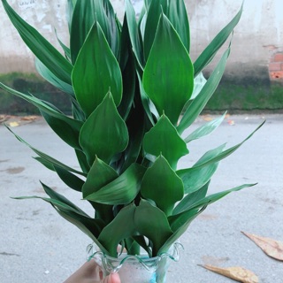 Châu Phát Tài Búp Sen Thuỷ Sinh