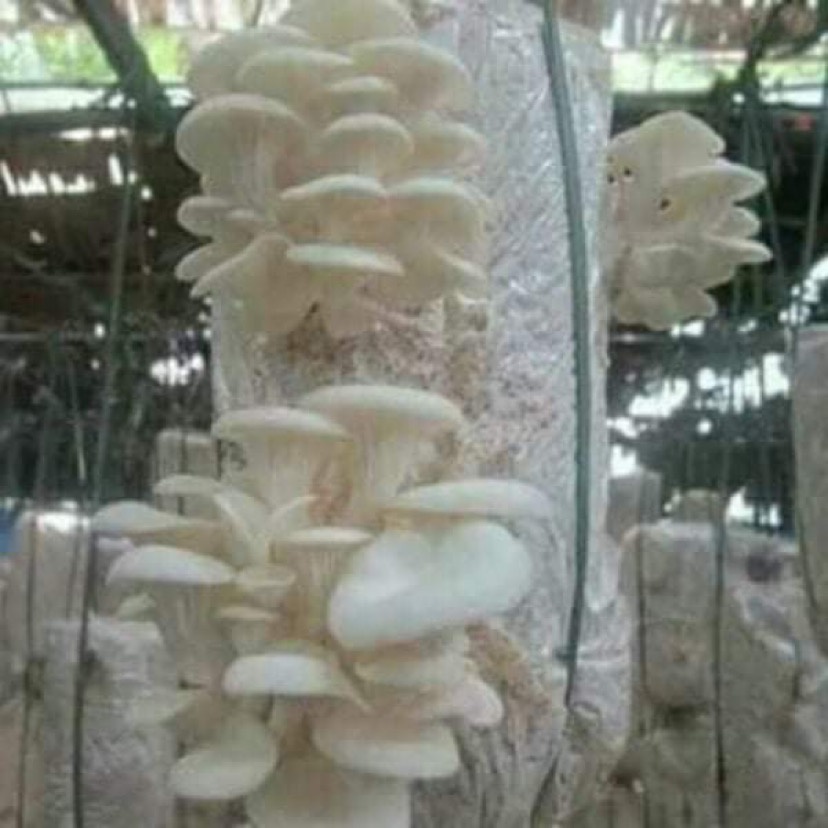 [81FARM] Phôi nấm sò thái