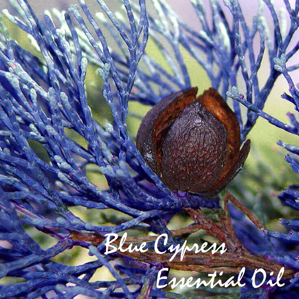 Tinh dầu gỗ Trắc xanh Blue Cypress Essential Oil