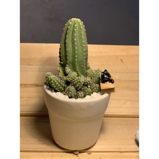 Xương rồng Echino, size 8-15 cm - Kaktus Garden