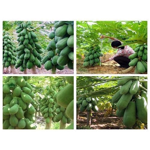( HOT ) Hạt giống đu đủ lùn Thái Lan ruột gấc siêu quả 10 hạt/ gói