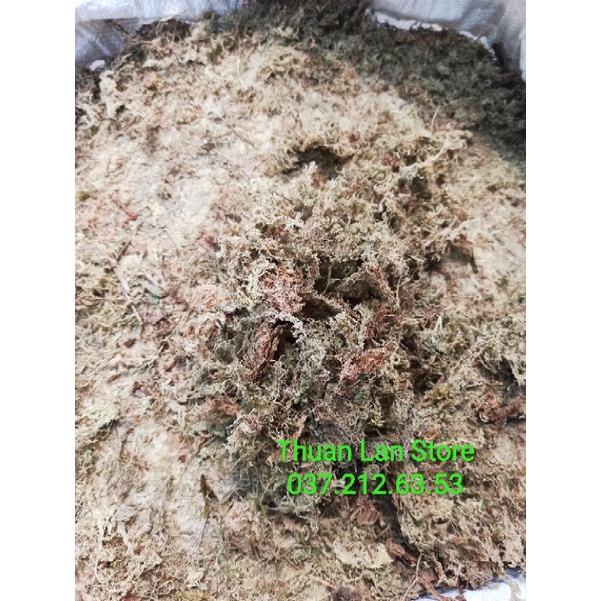 Gói 100g Dớn Trắng  Trồng Cây Giữ Ẩm Tốt