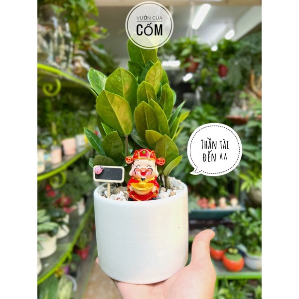 Tiểu cảnh cây kim tiền để bàn kết hợp cùng chậu sứ trắng và ông thần tài . Món quà tặng ý nghĩa .