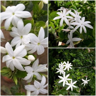 Chậu cây giống hoa Mai hồng quế