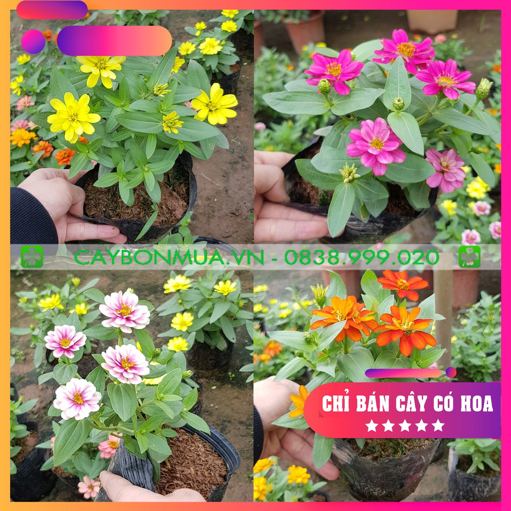 Cây Hoa Cúc Lá Nhám (Cây đã có hoa đủ màu)  [BỊCH ĐEN] Cao 15-25 cm