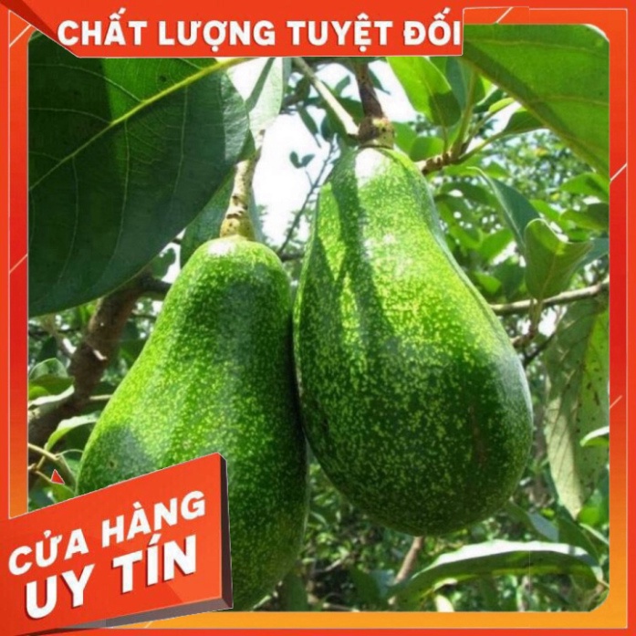 Phân bón lá HTC ĐẠI NGÀN - Ủ Trái chín 500ml . Nông Dược Xanh - Quà hot - Nhà thuốc An Khang