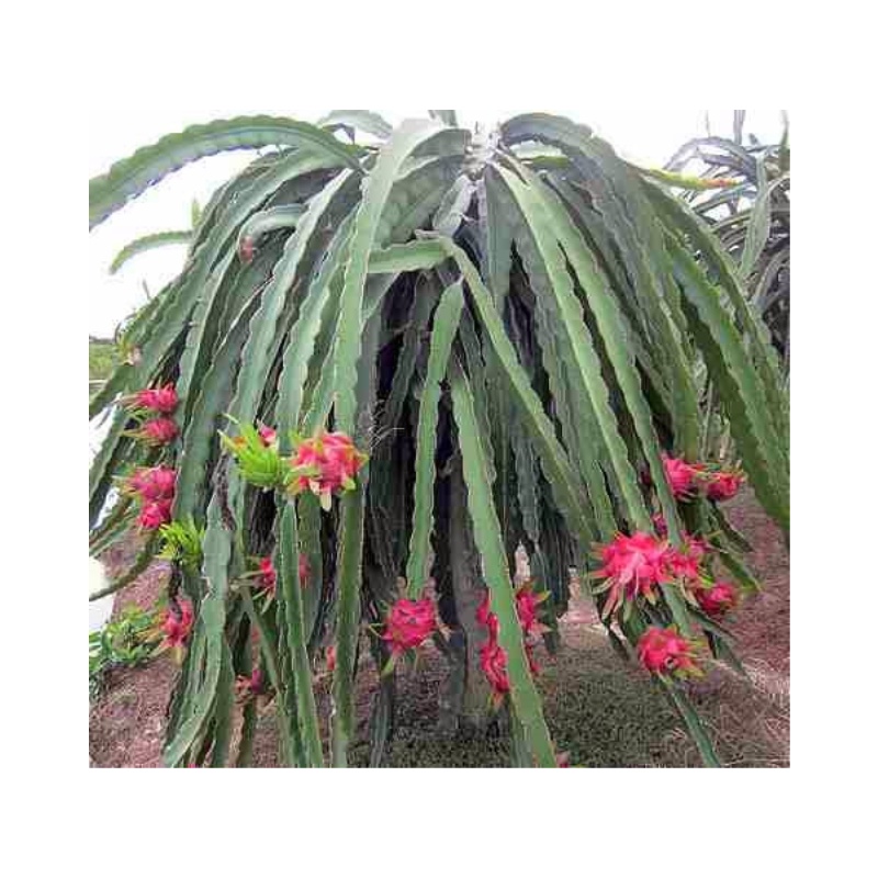 Cây Giống Thăng Long Ruột Đỏ