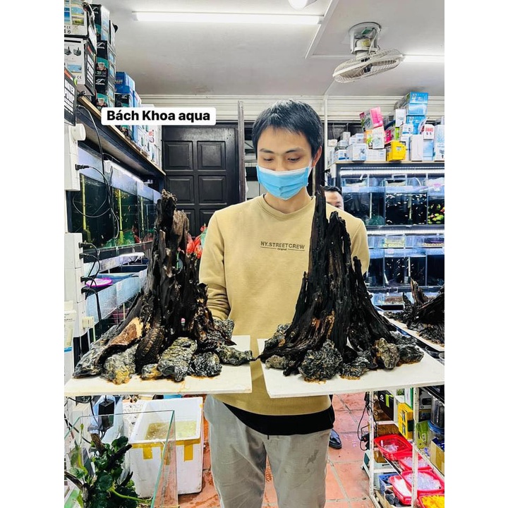 Layout Nhất Trụ có sẵn cho bể 30-60cm