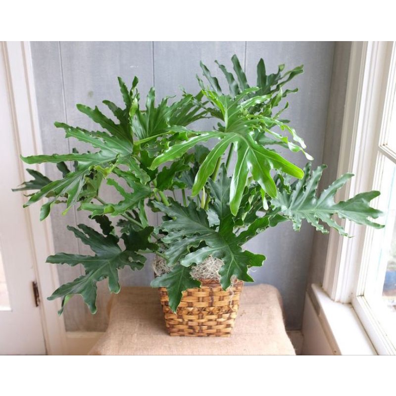 Cây trầu bà thanh xuân - Philodendron bipinnatifidum