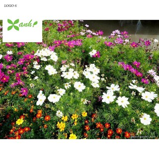 Hạt giống hoa cúc sao nhái lùn nhiều màu dễ gieo trồng gói 50 Hạt