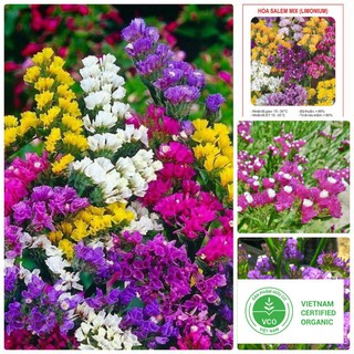 50 hạt giống salem mix thuthuy