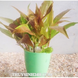 ĐẠI LIỄU  7 CÂY KHÔNG CẦN CO2