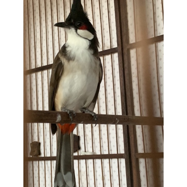 Cám vỗ béo thay lông chào mào-lão đại