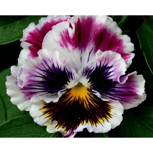 Hạt Giống Hoa Pansy Mix 0,1gr, hoa bướn đa sắc, hoa păng xê