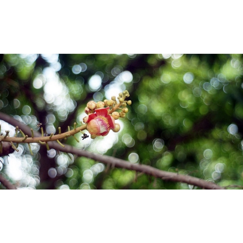 Ống kính MF jupiter 8 50/2 ngàm L39