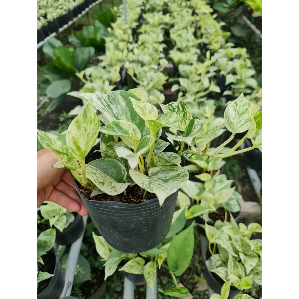 CÂY TRẦU BÀ LÁ SỮA ,, phong thuỷ để bàn mini GIÁ RẺ, lọc không khí, Cây Tươi Nguyên CTN0410