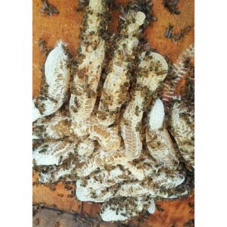 Mật ong hoa rừng Mộc Châu - Sơn La