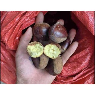 [HẠT TO] 1kg hạt dẻ tươi, k bùi. SHIP NHANH HCM.