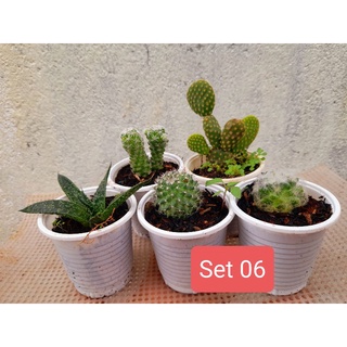Set 5 xương rồng mini (giao ngẫu nhiên) Hoa Đá BMT