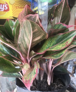 1 chậu cây Phú Quý ( 10 cây cao 25cm)