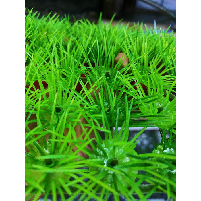 THẢM CỎ KIM NHÂN TẠO TRANG TRÍ HỒ CÁ NON BỘ 25X25CM