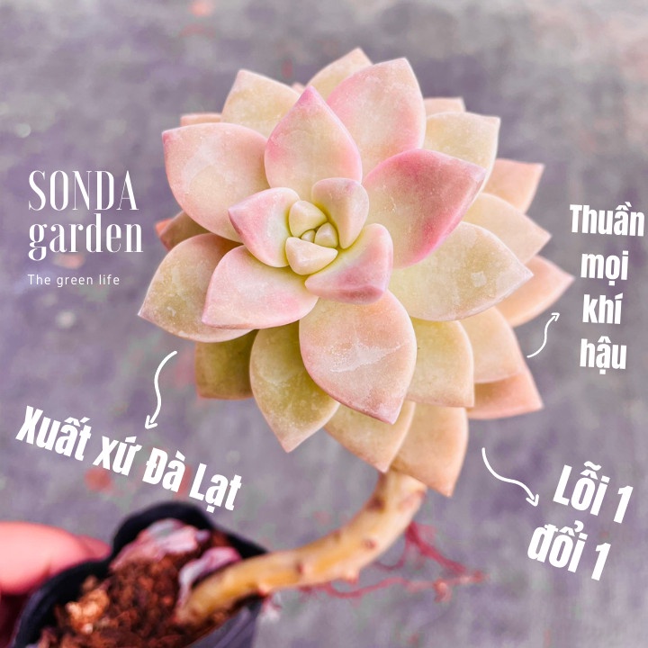 Sen đá pink gem cổ thụ SONDA GARDEN size bé 5-8cm, xuất xứ Đà Lạt, khoẻ đẹp, lỗi 1 đổi 1