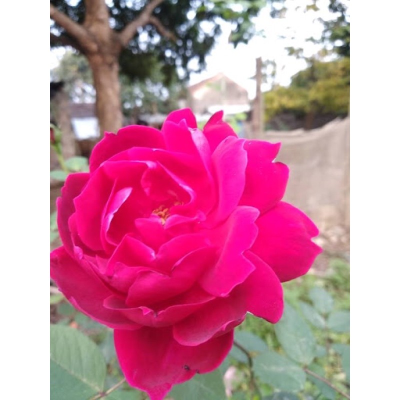 cây giống nhung cổ