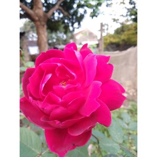 cây giống nhung cổ