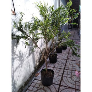 Cây hoa liễu siêu hoa