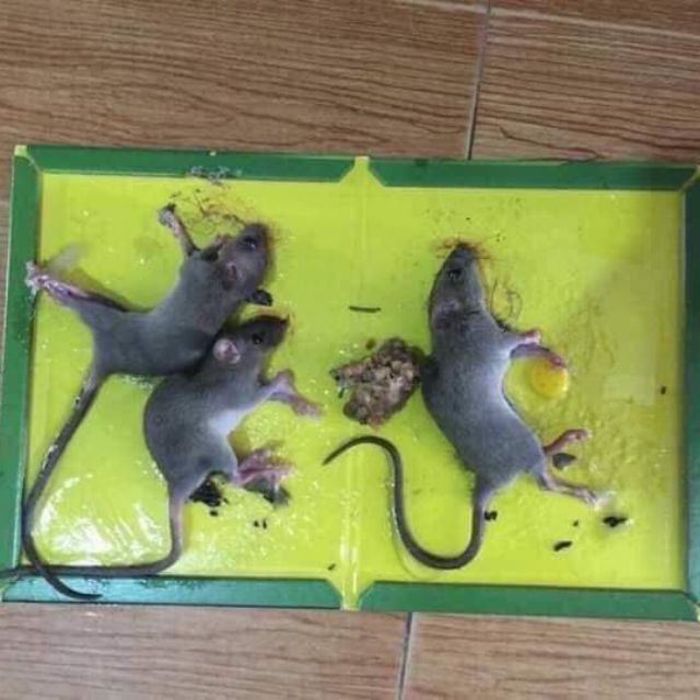 Keo dính bẫy chuột siêu dính Mouse traps xanh trắng