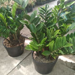 Kim phat tài loại c7