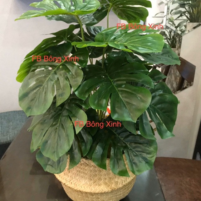 Cây trầu bà lá xẻ 65cm