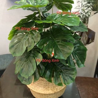 Cây trầu bà lá xẻ 65cm
