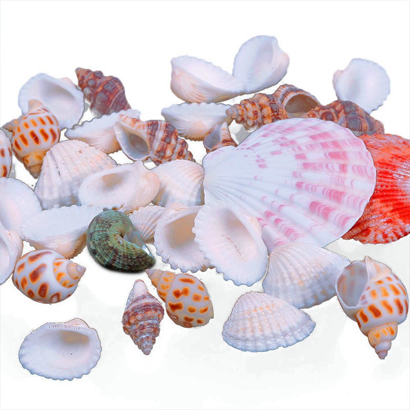 100gr vỏ sò đủ loại