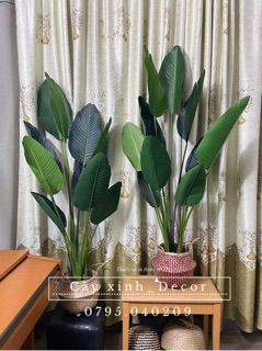Chuối dẻ quạt 160cm vải ép cao cấp