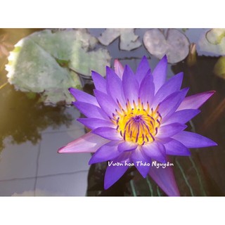 Cây hoa súng Thái Lan màu Tím Huế Đ-05