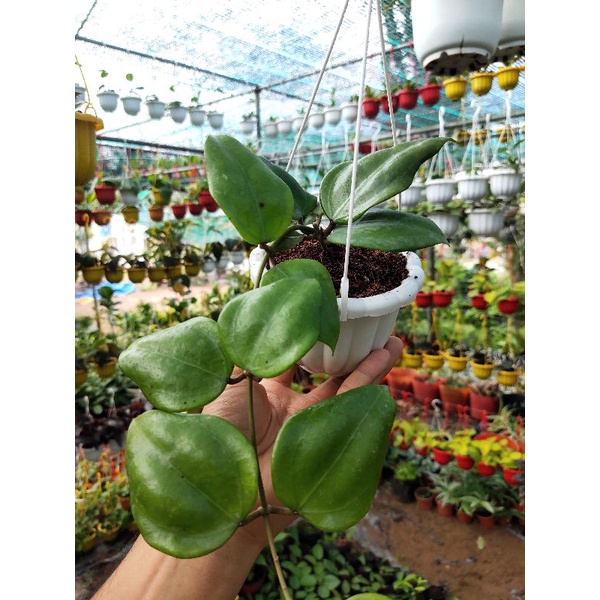 Chậu cây cẩm cù Hoya Dolichosparte pink