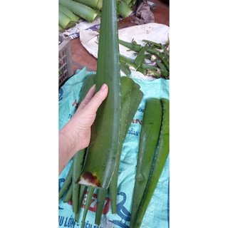 5kg lá nha đam