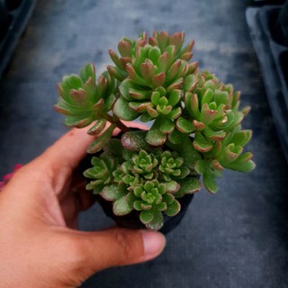 Sen đá sedum cam