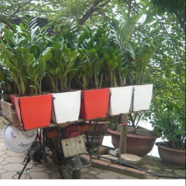 Chậu vuông 20cm