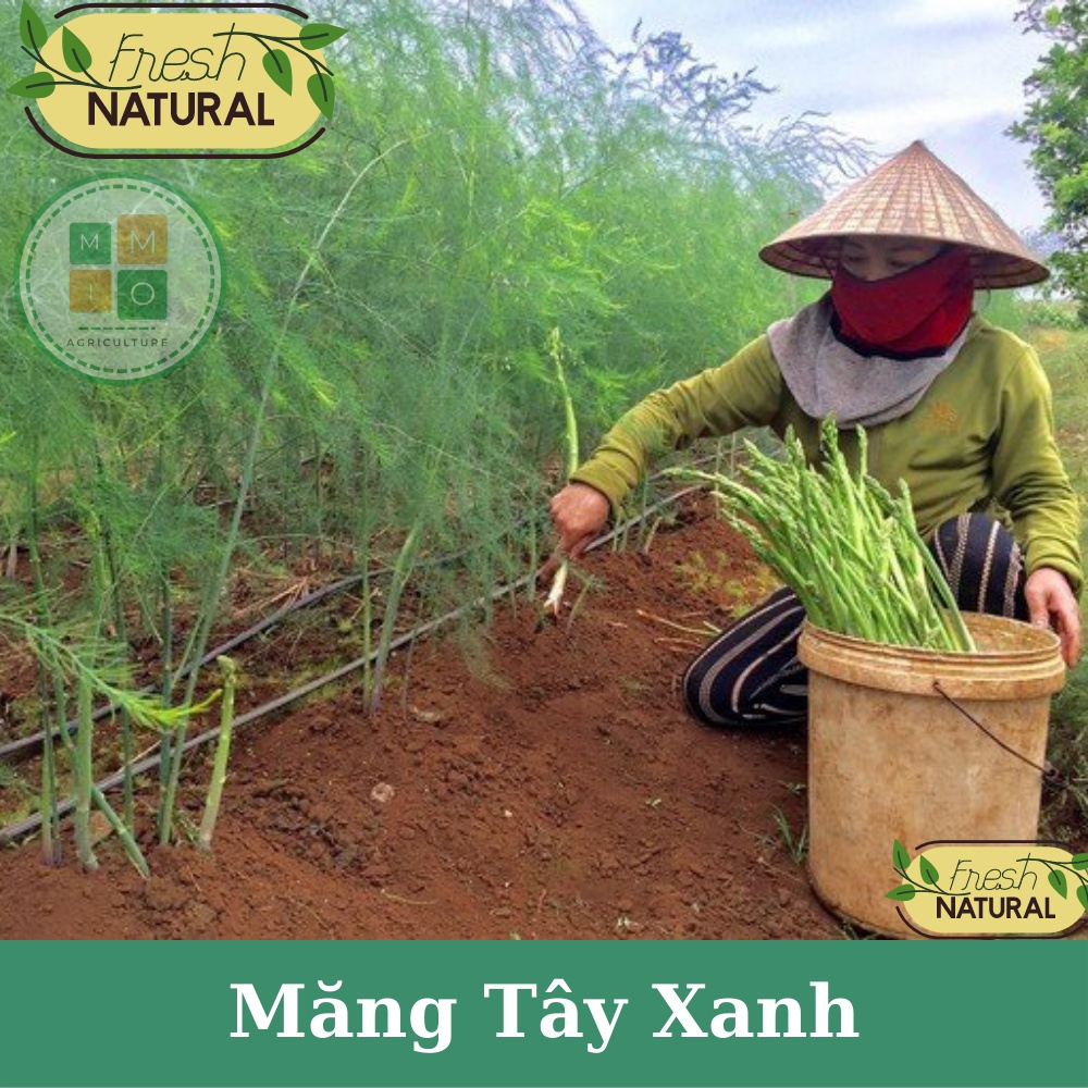 Hạt giống măng tây xanh chịu nhiệt bốn mùa