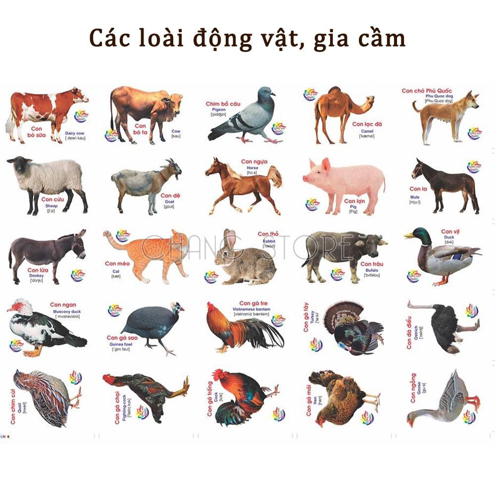 Bộ Thẻ Học 16 Chủ Đề Thông Minh Luyện Tư Duy Cho Bé