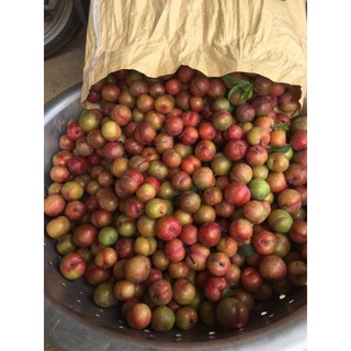 Mận Hà Nội trái mùa