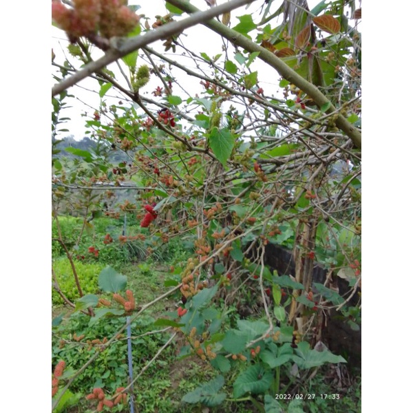 Cây dâu tằm ăn quả/cây giống dâu tằm sai trái