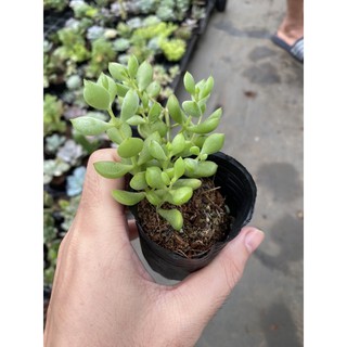 Sen đá sỏi dây